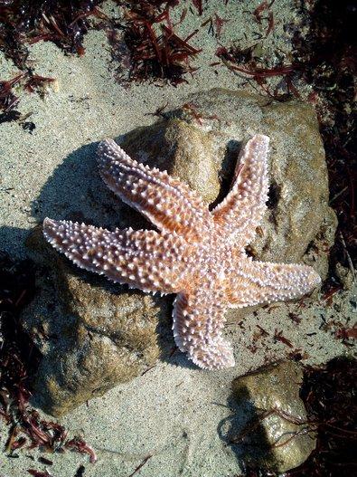 étoile de mer - pêche à pied pédagogique île de Noirmoutier - Marie Grué