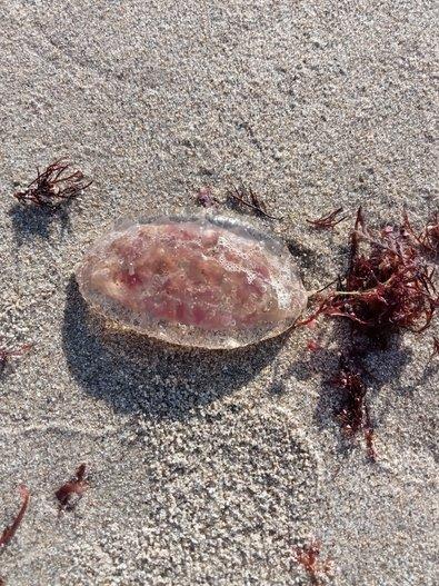 Faune de mer plage île de Noirmoutier - Marie Grué