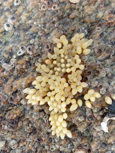 Faune flore - pêche à pied pédagogique île de Noirmoutier - Marie Grué