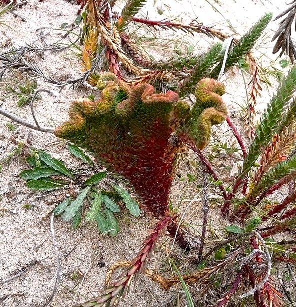 Flore dune île de Noirmoutier - Marie Grué