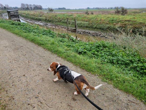 Garde d'animaux île de Noirmoutier - Chien Basset Hound - Animaux Coco