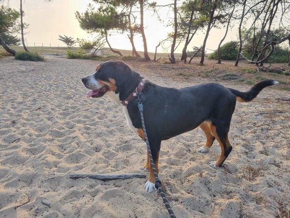 Garde d'animaux île de Noirmoutier - Chien Bouvier - Animaux Coco