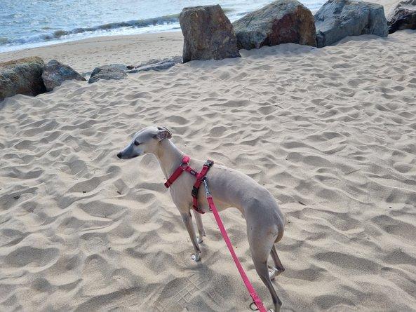 Garde d'animaux île de Noirmoutier - Chien whipet - Animaux Coco