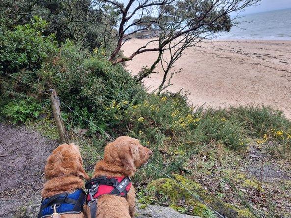 Garde d'animaux île de Noirmoutier - Chiens Bassets - Animaux Coco