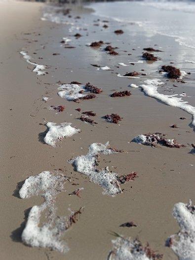 Laisse de mer et écume île de Noirmoutier - Marie Grué