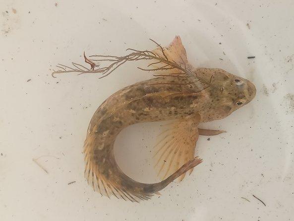 Poisson - pêche à pied pédagogique île de Noirmoutier - Marie Grué