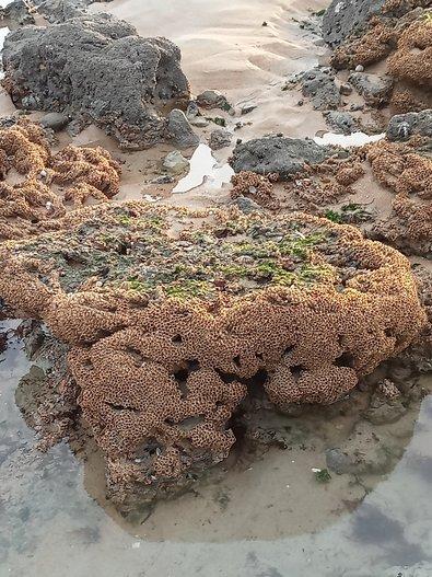 Récif d'Hermelles - Marie Grué