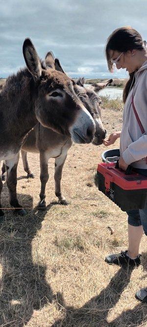 Sortie nature ânes île de Noirmoutier - Suzanne De Pillot