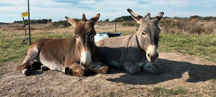 Sortie pédagogique ânes île de Noirmoutier - Suzanne De Pillot