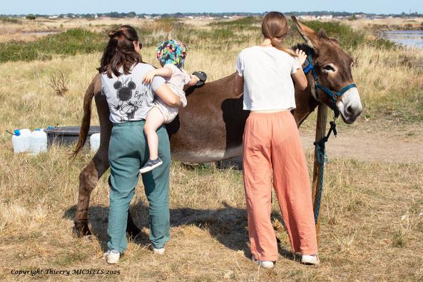 sortie pédagogique enfant âne marais île de Noirmoutier - Thierry Michels