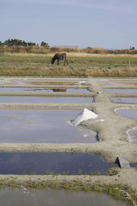 Balades guidée terroir - marais salant- Cépages et confidences