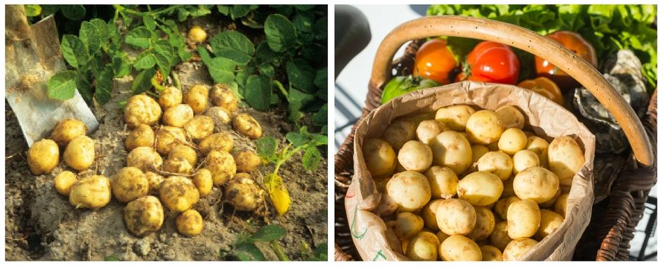 La pomme de terre primeur de l'île de Noirmoutier