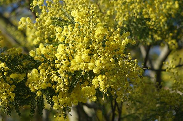 Fleurs de Mimosas ©Office de tourisme de l’île de Noirmoutier 