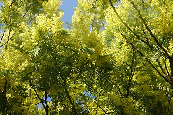 Lumière des Mimosas ©Office de tourisme de l île de Noirmoutier