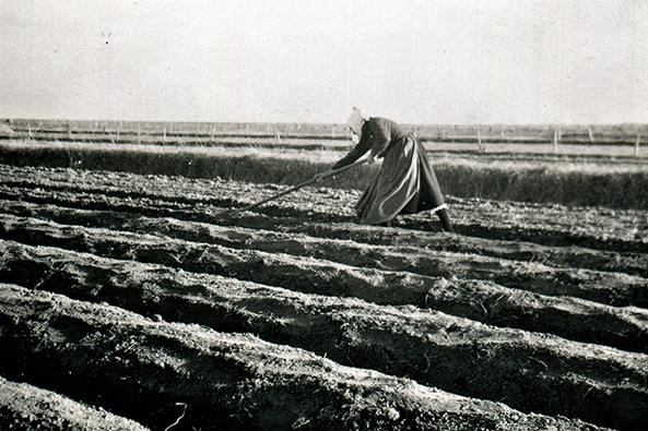 Femme labourant un champ de blé, Barbâtre, 1950 ©Madeleine Oliveiro et J-Cl Bouteau