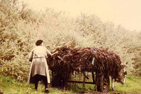 Grand-mère chargeant du goémon, La Guérinière, 1980 ©Eric Durand