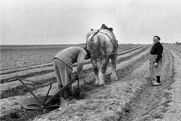 Jeanne Pontoiseau et son fils labourant au Vieil, 1973 ©UPCP Métive Cerdo