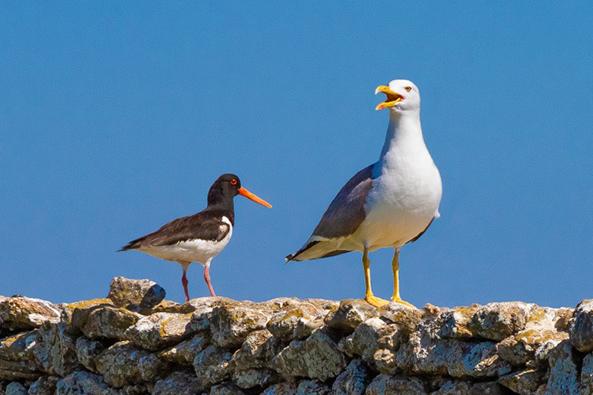 Huitrier Pie et Goéland brun - île de Noirmoutier ©Jean-Michel SOTTO