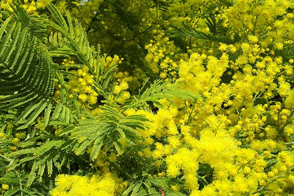 Mimosas île de Noirmoutier ©Office de tourisme de l'île de Noirmoutier