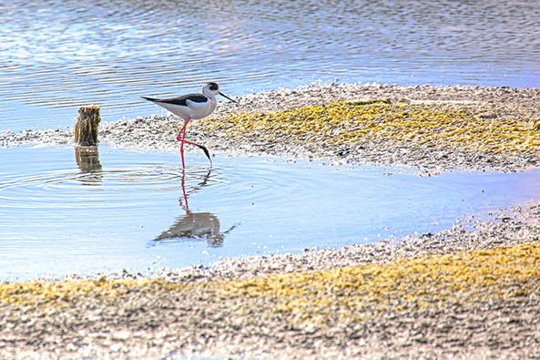 Echasse blanche – île de Noirmoutier ©Jean-Michel Sotto