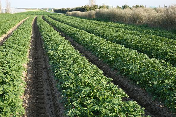 Plaine agricole - pommes de terre Noirmoutier ©Quentin Boulegon 