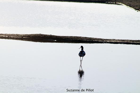 Visite guidée ornithologique ©Suzanne de Pillot