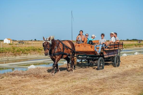 Balade marais salants ©Attelage de Noirmoutier