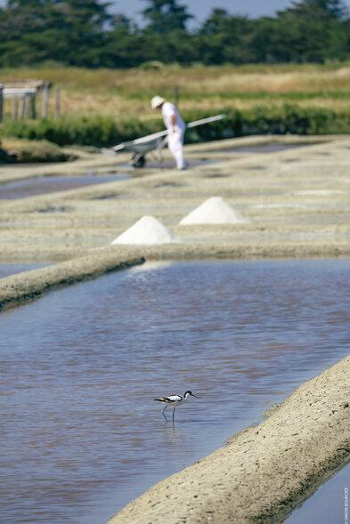 Marais salant oiseau – île de Noirmoutier ©Vendée expansion – Simon Bourcier