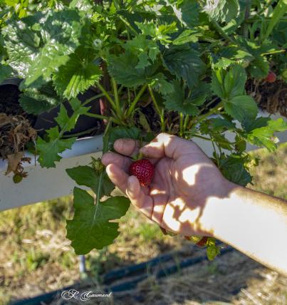 La Paillotte et la Cueillette du Gois - Fraises/légumes et fruits de saison/produits du terroir