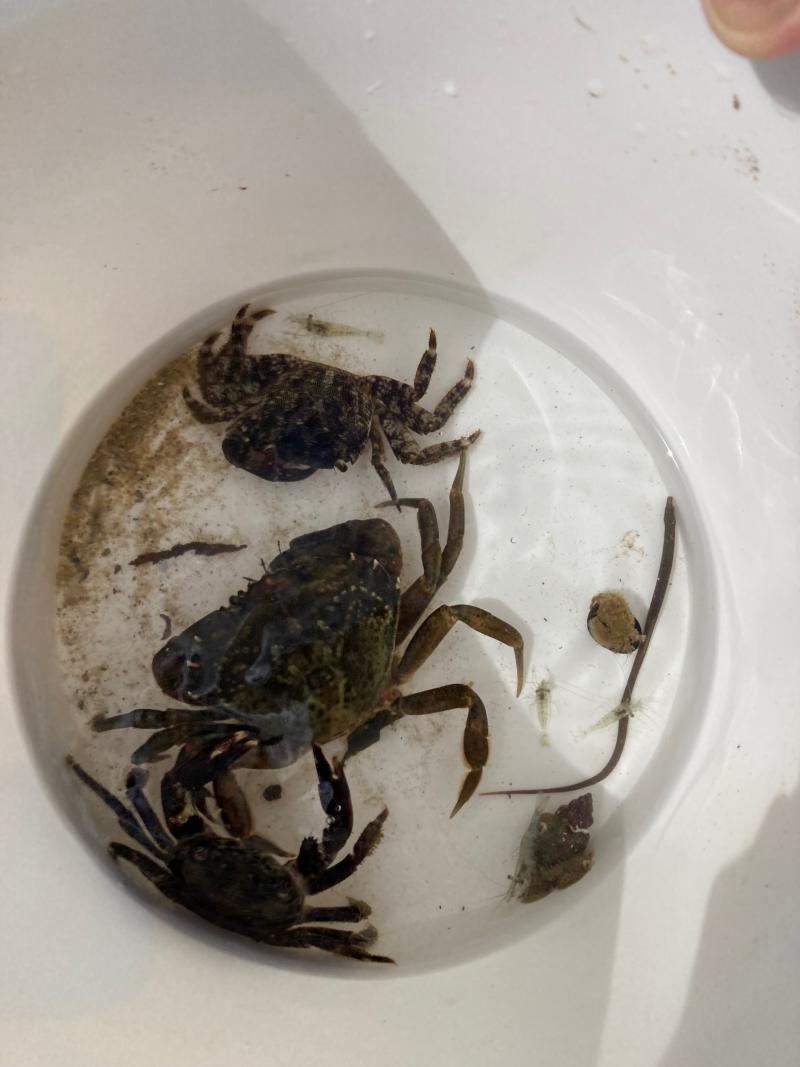 8 avril 2026 - Pêche dans les rochers au Vieil avec Marie Perray