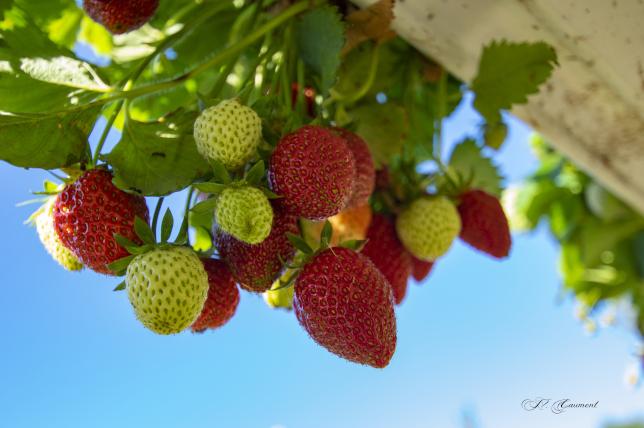 La Paillotte et la Cueillette du Gois - Fraises/légumes et fruits de saison/produits du terroir