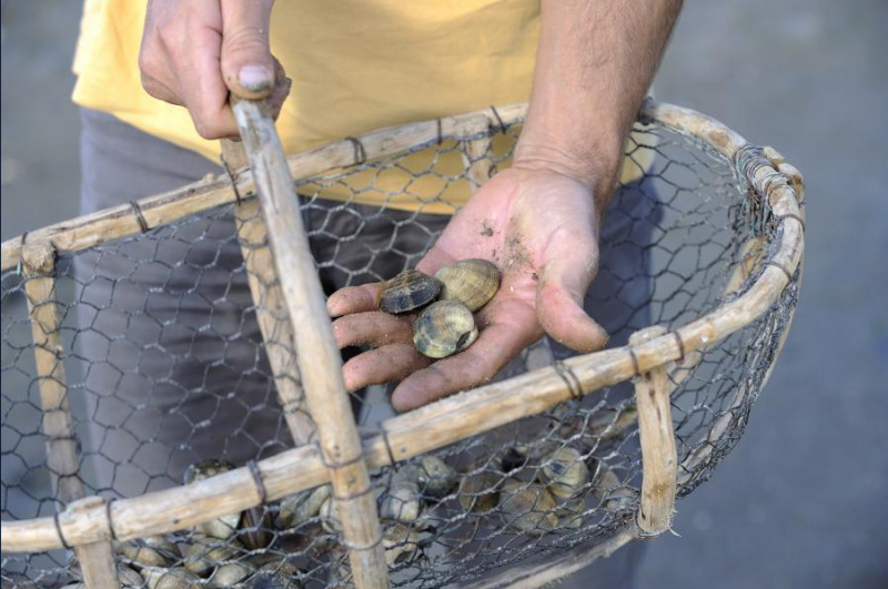 13 août 2026 - Sortie pêche à pied découverte avec l'APLAV