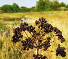18 août 2025 - Découverte des plantes sauvages avec Léna Hallais