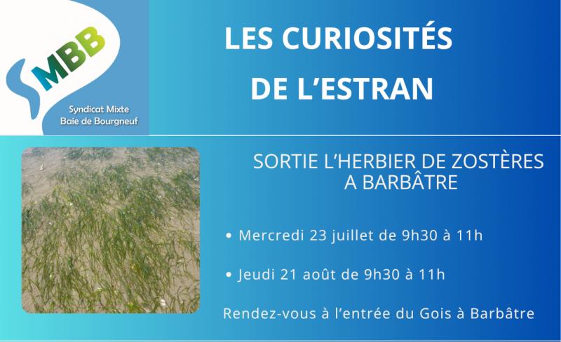 23 juillet 2025 - Sortie nature : L'herbier de Zostères par le SMBB