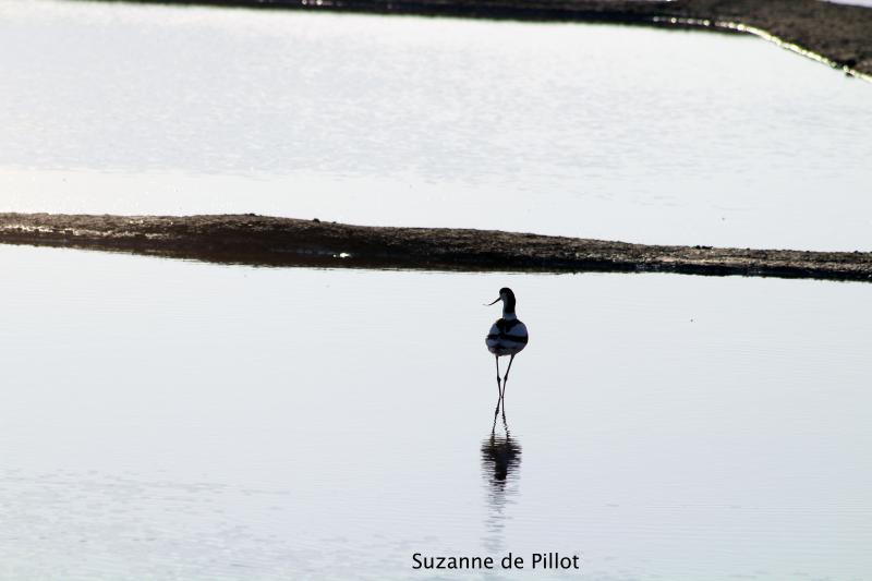 28 avril 2026 - Découverte ornithologique avec Suzanne de Pillot