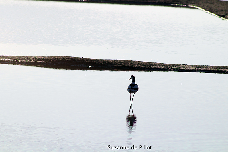 11 août 2026 - Découverte ornithologique avec Suzanne de Pillot