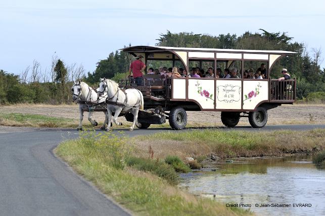 Hippobus de l'île - balades en hippobus 