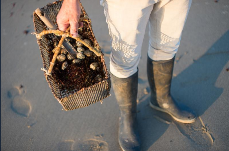 27 août 2026 - Sortie pêche à pied découverte avec l'APLAV