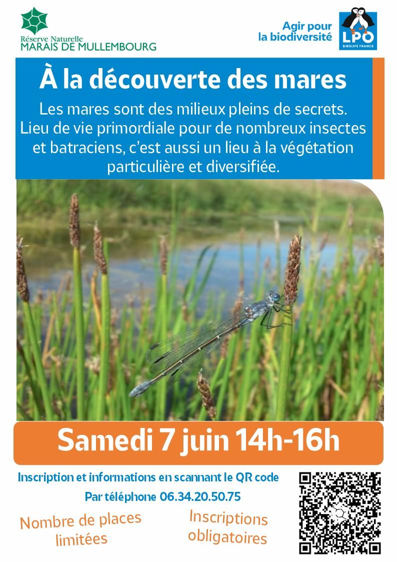 7 juin 2025 - Fêtes de Mares