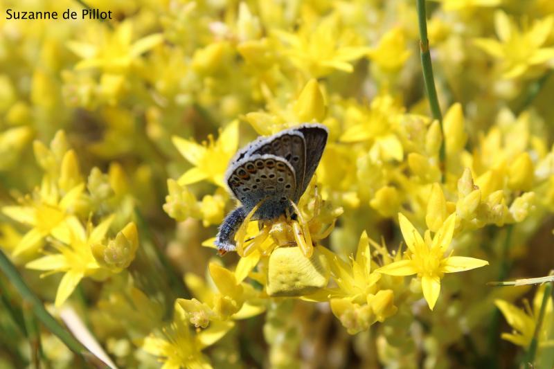 28 août 2025 - Découverte des insectes avec Suzanne
