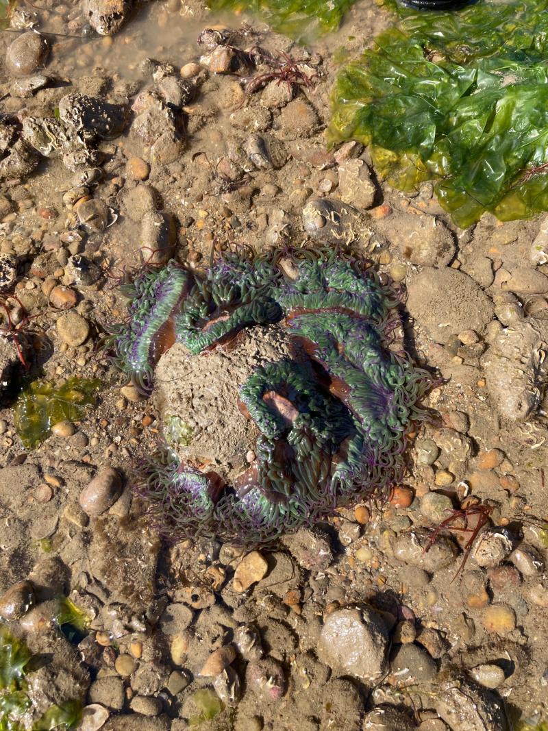 8 avril 2026 - Pêche dans les rochers au Vieil avec Marie Perray