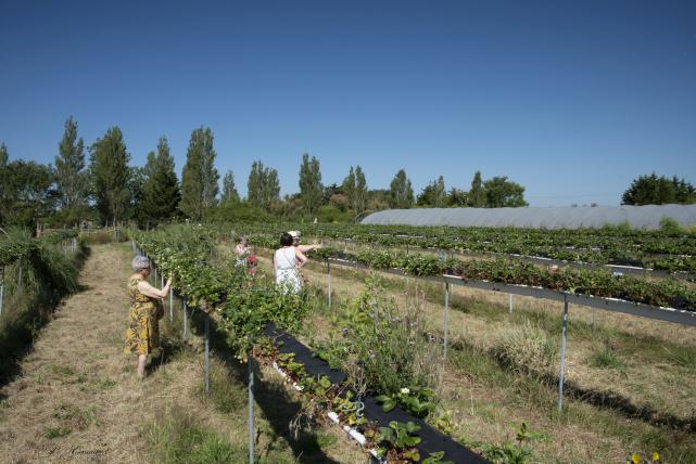 La Paillotte et la Cueillette du Gois - Fraises/légumes et fruits de saison/produits du terroir