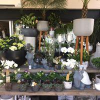 Nature et Tendance - Fleuriste 