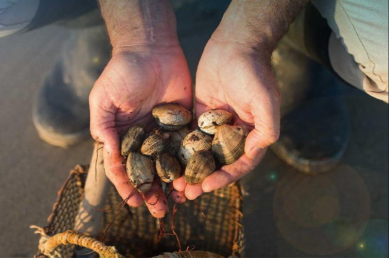 2 juillet 2026 - Sortie pêche à pied découverte avec l'APLAV