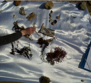 6 avril 2026 - Sortie pêche à pied (pédagogique) avec Marie Grué