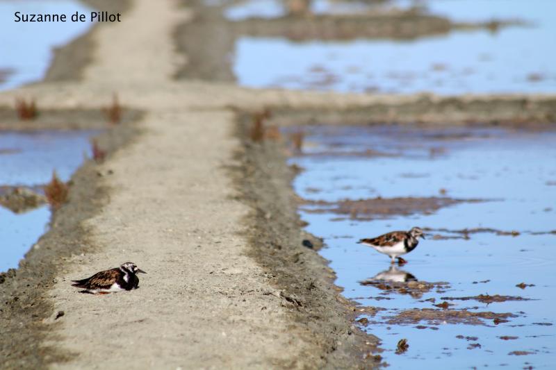 28 avril 2026 - Découverte ornithologique avec Suzanne de Pillot