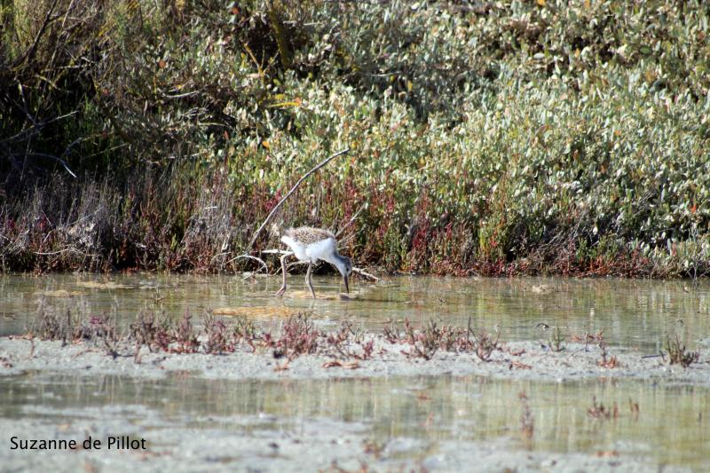28 avril 2026 - Découverte ornithologique avec Suzanne de Pillot