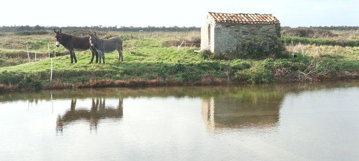 28 août 2026 - Promenade Âne'ormale avec Suzanne de Pillot