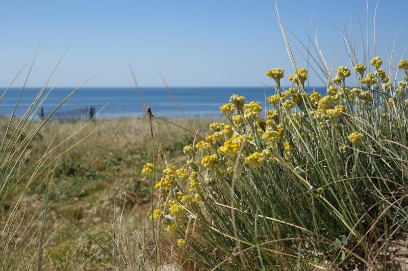 16 avril 2026 - Balade guidée : La dune et son écosystème avec Marie Grué