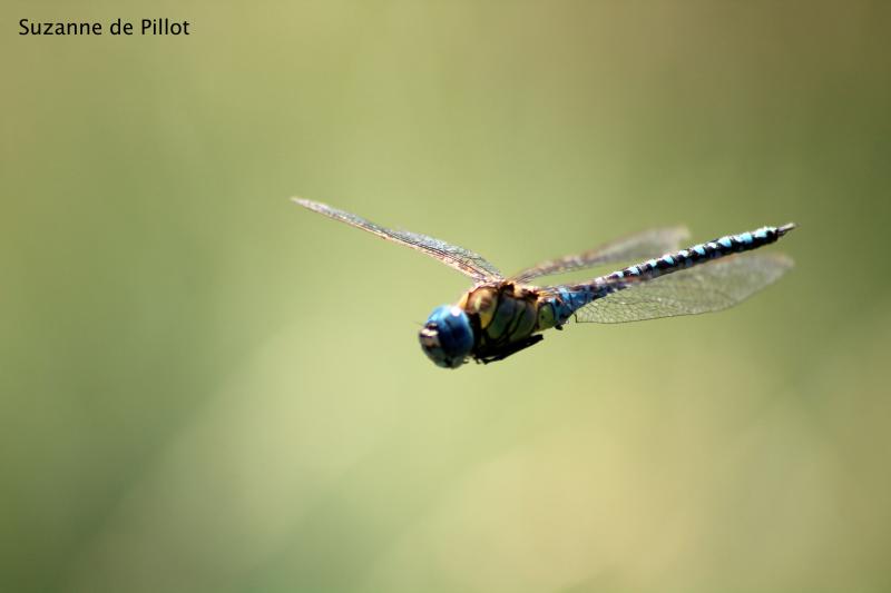 28 août 2025 - Découverte des insectes avec Suzanne